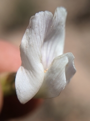 Astragalus pachypus