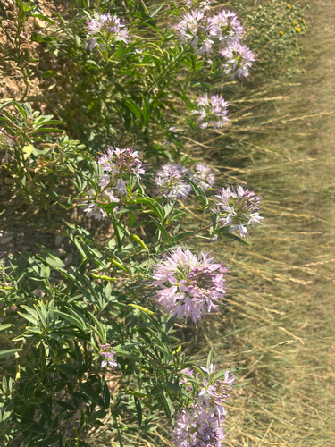 Rocky Mountain Beeplant