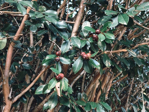 Eugenia observed 2026-06-05