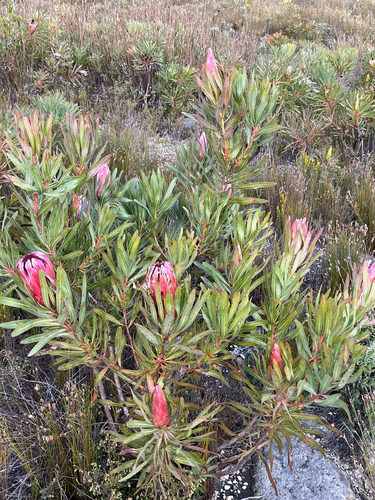 Protea burchellii, photograph 1