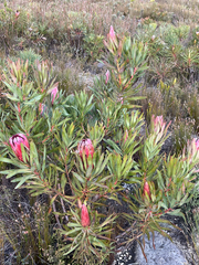 Protea burchellii