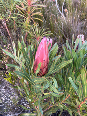 Protea burchellii, photograph (c) André Deschodt, some rights reserved (CC BY)