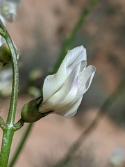 Astragalus pachypus