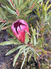 Protea burchellii, photograph (c) André Deschodt, some rights reserved (CC BY)