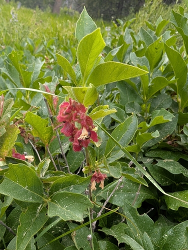 iNaturalist observation photo of honeysuckles