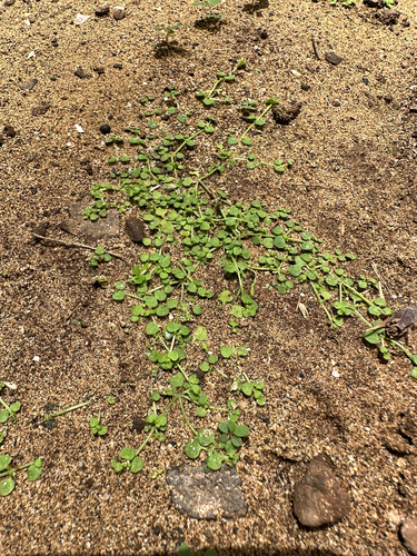 Oldenlandiopsis callitrichoides observed 2026-07-04