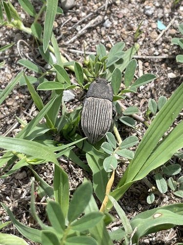 Pelecyphorus laticollis