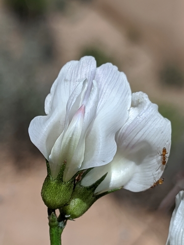 Image of Astragalus pachypus by no rights reserved
