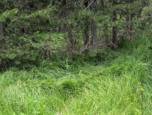 iNaturalist observation photo of Holarctic Bears