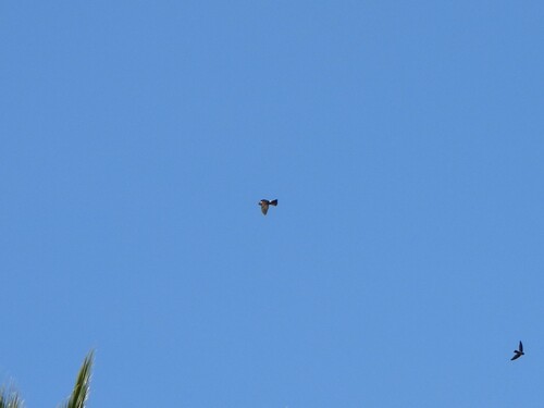 Australian Swiftlet (Aerodramus terraereginae), photo 9