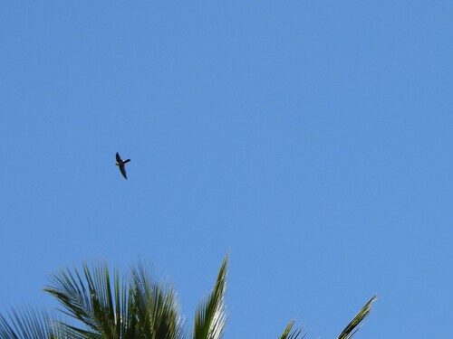 Australian Swiftlet (Aerodramus terraereginae), photo 8