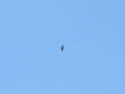 Australian Swiftlet (Aerodramus terraereginae), photo 3