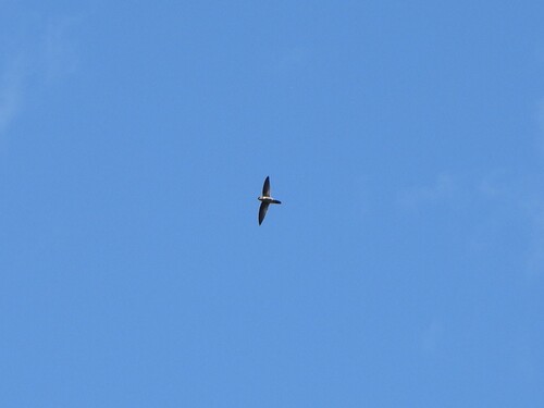 Australian Swiftlet (Aerodramus terraereginae), photo 2