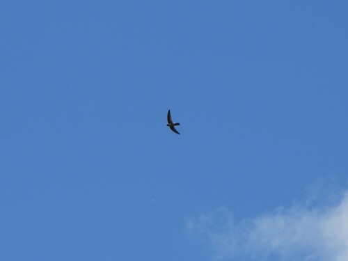 Australian Swiftlet (Aerodramus terraereginae), photo 7