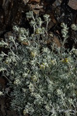 Artemisia umbelliformis