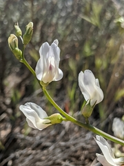 Astragalus pachypus