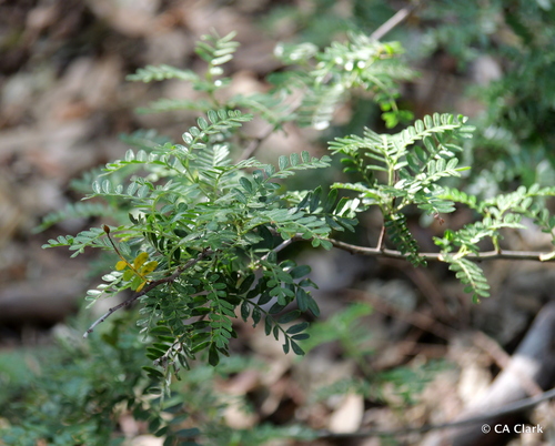 Osteomeles anthyllidifolia observed 2026-01-25