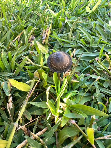 Panaeolus cyanescens, 2026-07-05