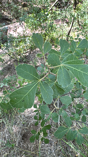 fragrant sumac
