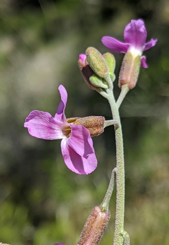 Image of Boechera pulchra by no rights reserved