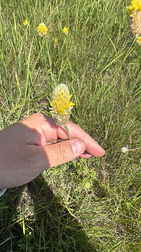 Golden Prairie Clover