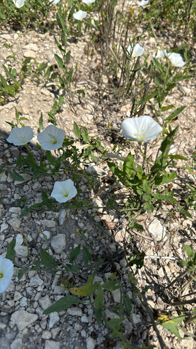 field bindweed