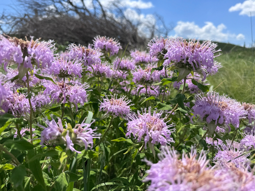 wild bergamot