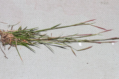Bouteloua trifida
