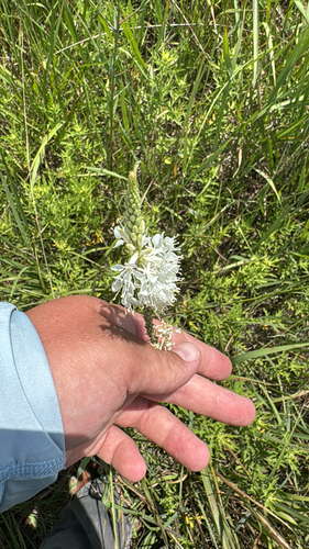 False Gaura