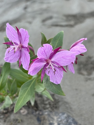 Dwarf Fireweed