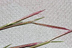 Bouteloua trifida