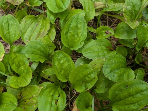 Plantago major, 2026-07-17