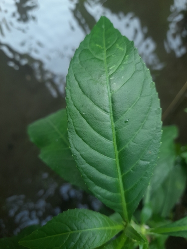 Struchium sparganophorum observed 2026-06-25