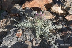 Carduus carlinoides