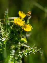 Sonchus asper asper
