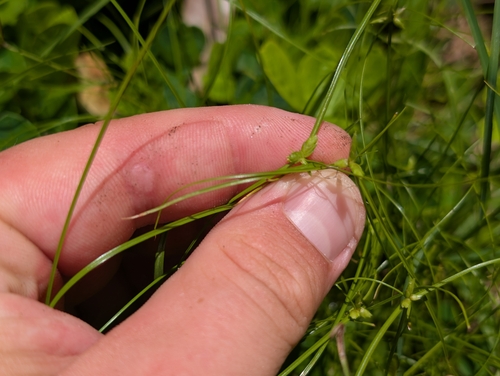 Cyperus gracilis, photograph 2