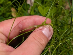 Cyperus gracilis, photograph author not stated, no rights reserved