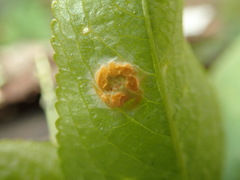 Melampsora rostrupii