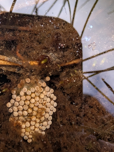 iNaturalist observation photo of Belostomatini