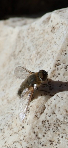 iNaturalist observation photo of Anthracinae