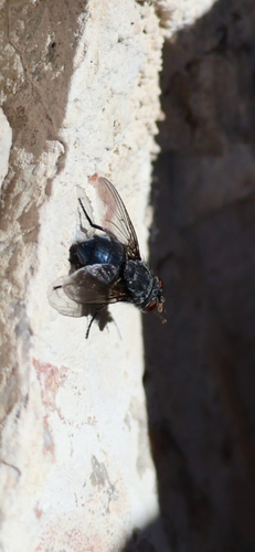 iNaturalist observation photo of Bluebottle Flies