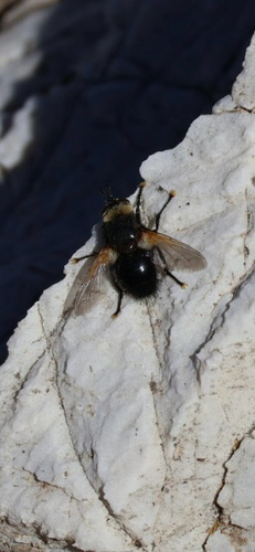 iNaturalist observation photo of Tachinini