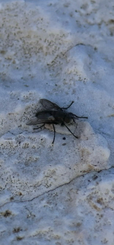 iNaturalist observation photo of Tachinid Flies