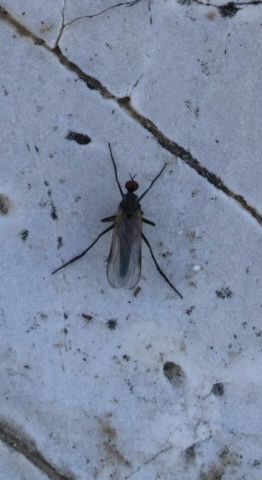 iNaturalist observation photo of Dance Flies, Long-legged Flies, and Allies