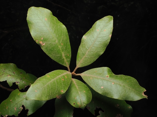 Pittosporum ellipticum