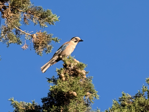 Levant Jay