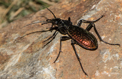 Carabus rutilans