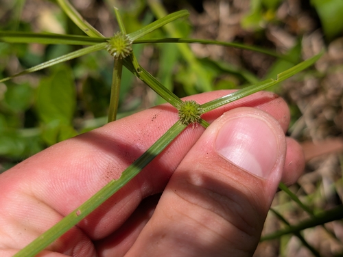 Cyperus brevifolius observed 2026-07-17