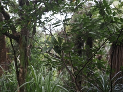 (c) Angus Campbell, some rights reserved (CC BY) Pittosporum ellipticum, photograph (c) Angus Campbell, some rights reserved (CC BY)