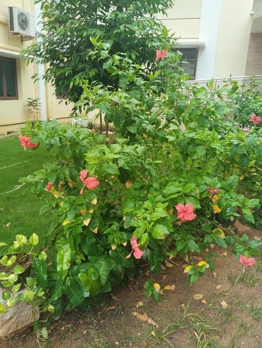 Tulipán (Hibiscus rosa-sinensis)